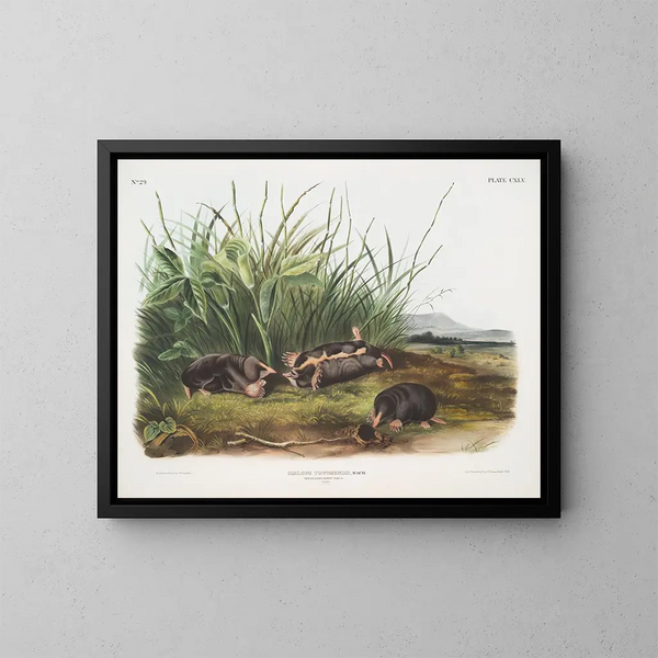 Sorex townsendii, w rozmiarze naturalnym - John Woodhouse Audubon — oprawiony obraz na ścianie