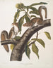 Sciurus carolinensis, szary wiewiórka z Karoliny, rozmiar naturalny, samiec i samica - John Woodhouse Audubon — widok dzieła