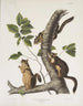 Sciurus douglasii Wiewiórka douglas'owa Rozmiar naturalny 1 samiec 2 samice - John Woodhouse Audubon — widok dzieła