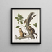 Sciurus douglasii Wiewiórka douglas'owa Rozmiar naturalny 1 samiec 2 samice - John Woodhouse Audubon — oprawiony obraz na ścianie