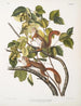 Sciurus hudsonius Ekoruń z Zatoki Hudsona Rude Ekoruń Rozmiar naturalny - John Woodhouse Audubon — widok dzieła