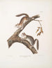 Włochaty wiewiórka Sciurus laniginosus, rozmiar naturalny - John Woodhouse Audubon — widok dzieła