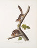 Sciurus richardsonii, kolumbijski wiewiór Richardson, w rozmiarze naturalnym, samiec i samica - John Woodhouse Audubon — widok dzieła