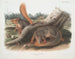 wiewiórki w rozmiarze naturalnym - John Woodhouse Audubon — widok dzieła