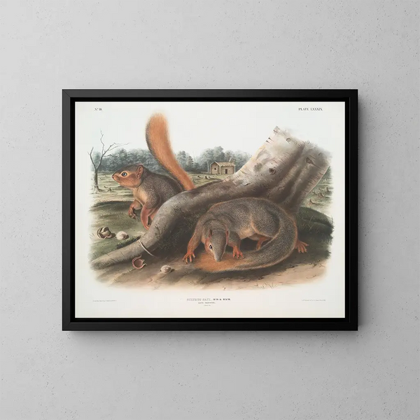 wiewiórki w rozmiarze naturalnym - John Woodhouse Audubon — oprawiony obraz na ścianie