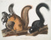 wiewiórki Fox w naturalnym rozmiarze - John Woodhouse Audubon — widok dzieła
