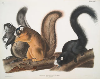 wiewiórki Fox w naturalnym rozmiarze - John Woodhouse Audubon — widok dzieła