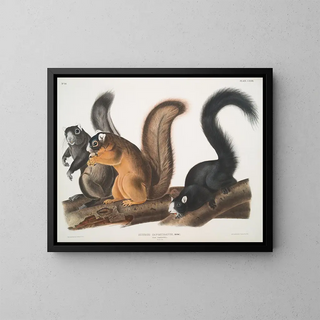 wiewiórki Fox w naturalnym rozmiarze - John Woodhouse Audubon — oprawiony obraz na ścianie