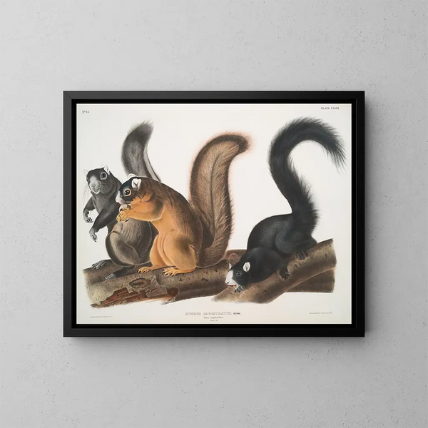 wiewiórki Fox w naturalnym rozmiarze - John Woodhouse Audubon — oprawiony obraz na ścianie