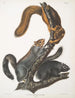 Sciurus cinereus Écureuil-chat Rozmiar naturalny - John Woodhouse Audubon — widok dzieła