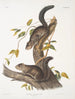 Sciurus colliaei Collie Écureuil Rozmiar naturalny - John Woodhouse Audubon — widok dzieła