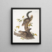 Sciurus colliaei Collie Écureuil Rozmiar naturalny - John Woodhouse Audubon — oprawiony obraz na ścianie