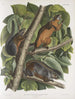 Sciurus ferruginiventris Ekoruś z brązowym brzuchem w rozmiarze naturalnym Samiec Samica i Młody - John Woodhouse Audubon — widok dzieła