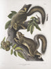 Sciurus leporinus Écureuil lièvre Rozmiar naturalny - John Woodhouse Audubon — widok dzieła