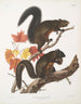 Sciurus longipilis Écureuil à poil long Rozmiar naturalny - John Woodhouse Audubon — widok dzieła