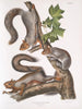 Sciurus migratorius Wiewiórka migracyjna Rozmiar naturalny 1 Stary samiec 2 Samice 3 Młode - John Woodhouse Audubon — widok dzieła