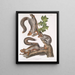 Sciurus migratorius Wiewiórka migracyjna Rozmiar naturalny 1 Stary samiec 2 Samice 3 Młode - John Woodhouse Audubon — oprawiony obraz na ścianie