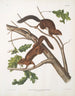 Sciurus mollipilosus Wiewiórka o miękkim futrze Rozmiar naturalny - John Woodhouse Audubon — widok dzieła