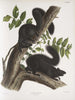 Sciurus niger Szop pracz czarny Rozmiar naturalny 1 samiec 2 samice - John Woodhouse Audubon — widok dzieła