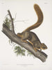 Sciurus rubricaudatus Écureuil à queue rousse Rozmiar naturalny Samiec - John Woodhouse Audubon — widok dzieła