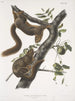 Sciurus subauratus, wiewiórka z pomarańczowym brzuchem, samiec i samica, w rozmiarze naturalnym - John Woodhouse Audubon — widok dzieła