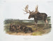 Serviteur des élans - John Woodhouse Audubon — widok dzieła