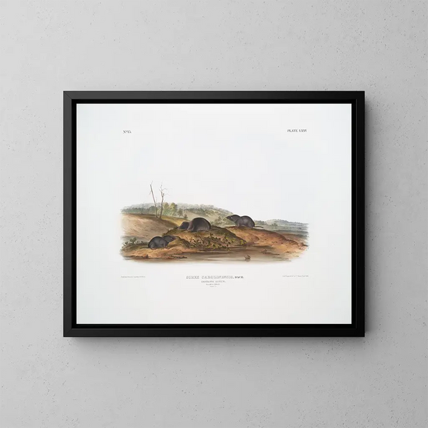 Sorex carolinensis, musaraigne de Caroline, mâles et femelles, taille naturelle - John Woodhouse Audubon — oprawiony obraz na ścianie