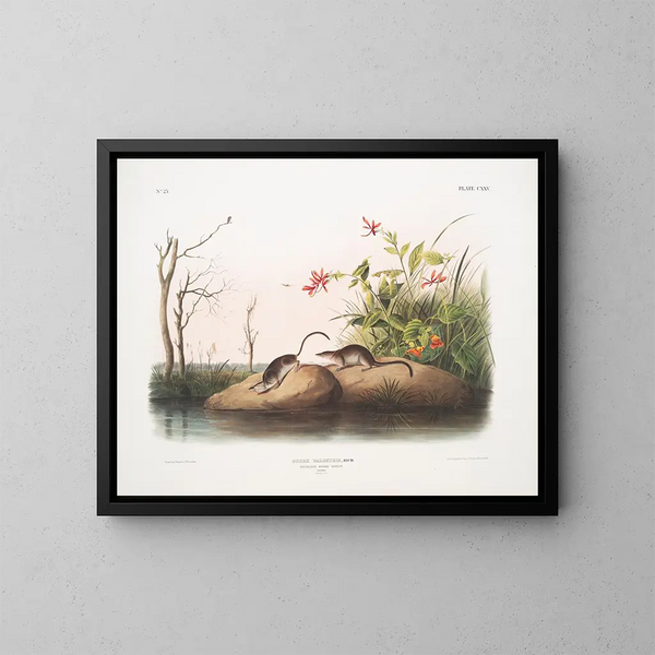 Sorex palustris, amerykańska ryjówka bagienna, w rozmiarze naturalnym - John Woodhouse Audubon — oprawiony obraz na ścianie