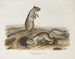 Spermophile de Douglas w rozmiarze naturalnym - John Woodhouse Audubon — widok dzieła