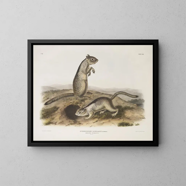 Spermophile de Douglas w rozmiarze naturalnym - John Woodhouse Audubon — oprawiony obraz na ścianie
