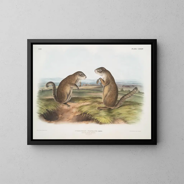 Marmot Franklin samiec i samica w rozmiarze naturalnym - John Woodhouse Audubon — oprawiony obraz na ścianie