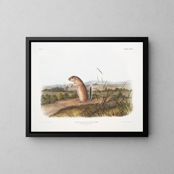 Spermophile mexicain, samiec wiewiórki marmot, rozmiar naturalny - John Woodhouse Audubon — oprawiony obraz na ścianie
