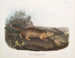 Spermophile de Parry w rozmiarze naturalnym - John Woodhouse Audubon — widok dzieła