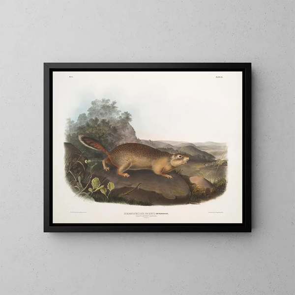 Spermophile de Parry w rozmiarze naturalnym - John Woodhouse Audubon — oprawiony obraz na ścianie