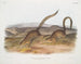 Spermophile annelé w rozmiarze naturalnym - John Woodhouse Audubon — widok dzieła