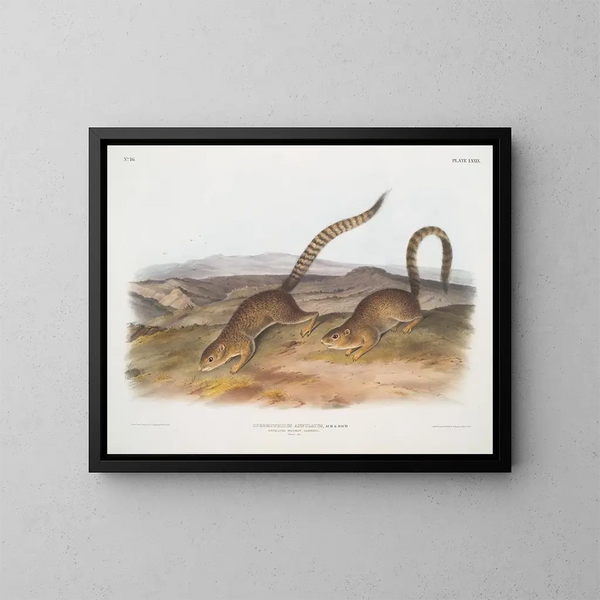 Spermophile annelé w rozmiarze naturalnym - John Woodhouse Audubon — oprawiony obraz na ścianie