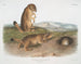 Spermophile Ludovica - John Woodhouse Audubon — widok dzieła
