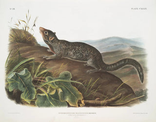 John Woodhouse Audubon - Spermophilus macrourus Largetailed Spermophile Male Natural size.webp