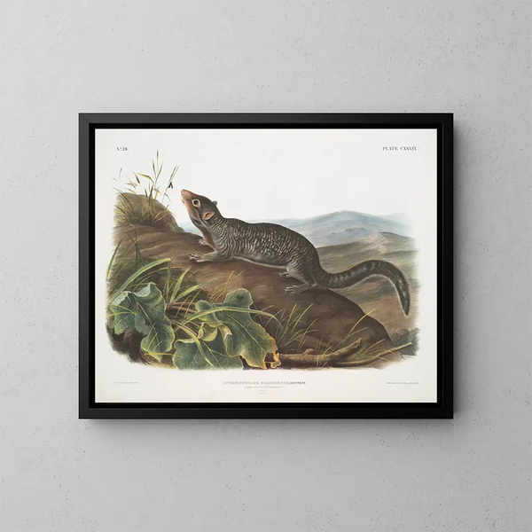 Samiec wiewiórki dużej ogonem w naturalnej wielkości - John Woodhouse Audubon — oprawiony obraz na ścianie