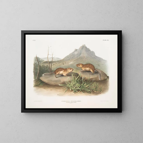 Spermophile tacheté, wiewiórka marmot z Kalifornii, rozmiar naturalny - John Woodhouse Audubon — oprawiony obraz na ścianie