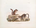 Terrestyczny wiewiórki Townsend w rozmiarze naturalnym - John Woodhouse Audubon — widok dzieła