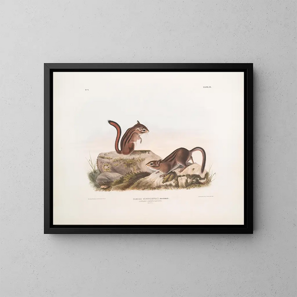 Terrestyczny wiewiórki Townsend w rozmiarze naturalnym - John Woodhouse Audubon — oprawiony obraz na ścianie