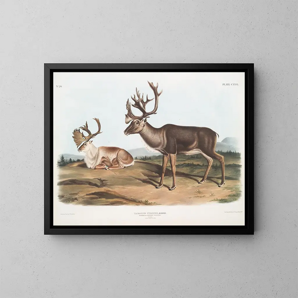 Caribou lub amerykański renifer samce 1 sierpnia pióro 2 zimowe pióro - John Woodhouse Audubon — oprawiony obraz na ścianie