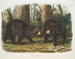 Czarny niedźwiedź amerykański samiec i samica - John Woodhouse Audubon — widok dzieła