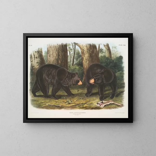 Czarny niedźwiedź amerykański samiec i samica - John Woodhouse Audubon — oprawiony obraz na ścianie