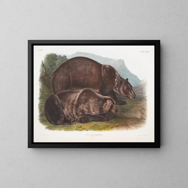 Ours grizzly mâle - John Woodhouse Audubon — oprawiony obraz na ścianie