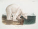 Samiec niedźwiedzia polarnego - John Woodhouse Audubon — widok dzieła