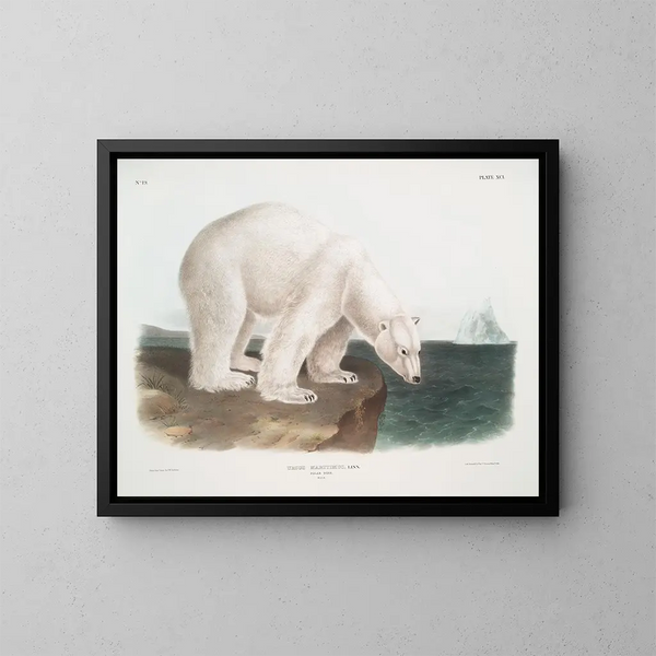 Samiec niedźwiedzia polarnego - John Woodhouse Audubon — oprawiony obraz na ścianie