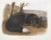 Czarny lis lub amerykański srebrny - John Woodhouse Audubon — widok dzieła
