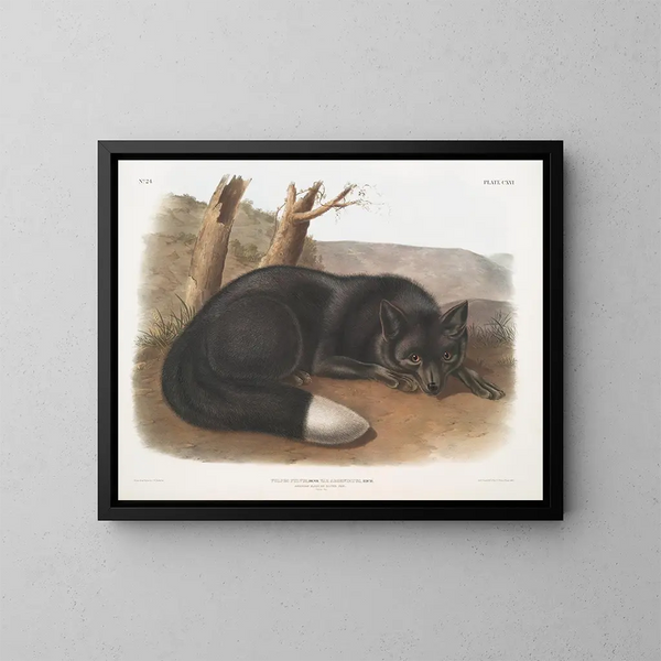 Czarny lis lub amerykański srebrny - John Woodhouse Audubon — oprawiony obraz na ścianie